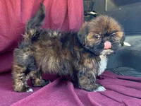 Ribbins, a female Shih Tzu for sale in Fennimore, WI – 4 of 10