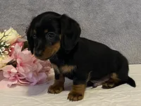 Cocoa, a male Dachshund for sale in Fennimore, WI – Photo 8 of 8