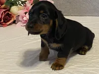 Cocoa, a male Dachshund for sale in Fennimore, WI – Photo 7 of 8