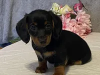 Cocoa, a male Dachshund for sale in Fennimore, WI – Photo 4 of 8