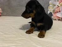 Cocoa, a male Dachshund for sale in Fennimore, WI – Photo 1 of 8