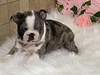 Barbie, a female Boston Terrier for sale in Fennimore, WI – 2 of 10