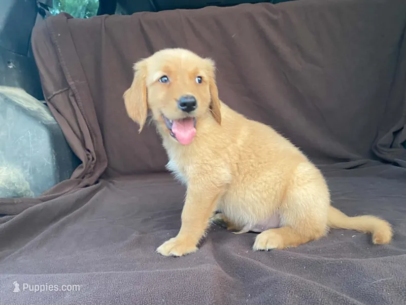 Jasper – Golden Retriever puppy for sale in Fennimore, WI