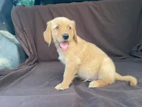 Jasper, a male Golden Retriever for sale in Fennimore, WI – 1 of 9