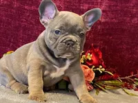 Tank, a male French Bulldog for sale in Fennimore, WI – 7 of 9