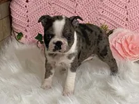 Barbie, a female Boston Terrier for sale in Fennimore, WI – 6 of 10