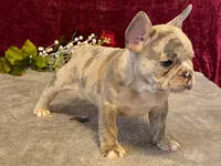 Baxter, a male French Bulldog for sale in Fennimore, WI – 6 of 10