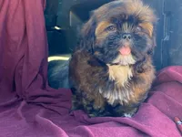 Barney, a male Shih Tzu for sale in Fennimore, WI – 8 of 10