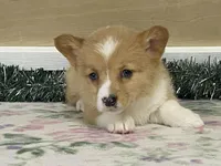 Giggles, a female Pembroke Welsh Corgi for sale in Fennimore, WI – Photo 7 of 9