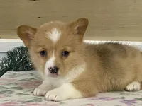 Giggles, a female Pembroke Welsh Corgi for sale in Fennimore, WI – Photo 3 of 9