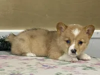 Giggles, a female Pembroke Welsh Corgi for sale in Fennimore, WI – Photo 2 of 9