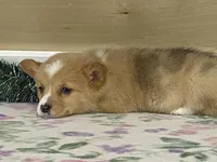 Giggles, a female Pembroke Welsh Corgi for sale in Fennimore, WI – Photo 8 of 9