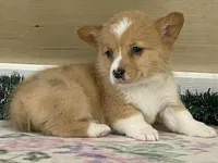 Giggles, a female Pembroke Welsh Corgi for sale in Fennimore, WI – Photo 4 of 9