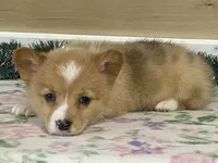 Giggles, a female Pembroke Welsh Corgi for sale in Fennimore, WI – Photo 1 of 9