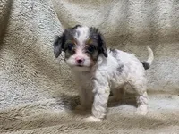 Daisy, a female Cavapoo for sale in Fennimore, WI – 2 of 10