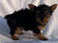 Chad, a male Yorkshire Terrier for sale in Fennimore, WI – 9 of 10