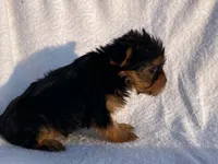 Lady, a female Yorkshire Terrier for sale in Fennimore, WI – 1 of 10