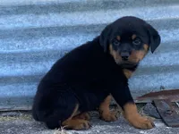 Sassy, a female Rottweiler for sale in Fennimore, WI – 2 of 9