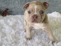 Franky, a male Frenchton for sale in Fennimore, WI – 4 of 10