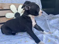 Midnight, a female Boston Terrier and Fox Terrier for sale in Fennimore, WI – 5 of 10