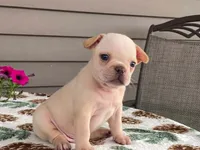 silver, a male French Bulldog for sale in Fennimore, WI – 10 of 10