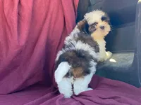 Buster, a male Shih Tzu for sale in Fennimore, WI – 9 of 10