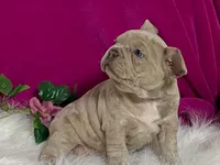 Zelda, a female Frenchton for sale in Fennimore, WI – 4 of 10