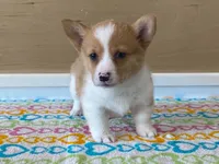 Roxie, a female Pembroke Welsh Corgi for sale in Fennimore, WI – 10 of 10