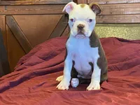 fido, a male Boston Terrier for sale in Fennimore, WI – 2 of 10