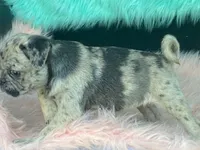 Speckles, a female Pug for sale in Fennimore, WI – 8 of 9