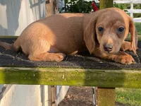 Jed, a male Dachshund for sale in Fennimore, WI – 3 of 10