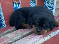 Chopper, a male Rottweiler for sale in Fennimore, WI – 5 of 10