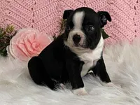 Benji, a male Boston Terrier for sale in Fennimore, WI – 8 of 10