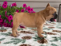 Bubbles, a female French Bulldog for sale in Fennimore, WI – 7 of 10