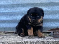 Taffy, a female Rottweiler for sale in Fennimore, WI – 5 of 10