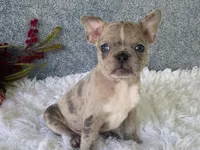 Sparkles, a female Frenchton for sale in Fennimore, WI – 5 of 7