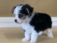 Princess, a female Morkie for sale in Fennimore, WI – 8 of 10