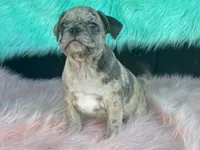 Charlie, a male French Bulldog and Pug for sale in Fennimore, WI – 8 of 10