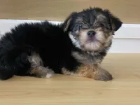 Puffy, a female Morkie for sale in Fennimore, WI – 6 of 10