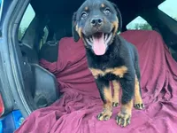 Taffy, a female Rottweiler for sale in Fennimore, WI – 6 of 9