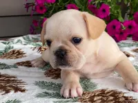 Sunshine, a female French Bulldog for sale in Fennimore, WI – 9 of 9