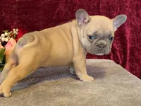Fanny, a female French Bulldog for sale in Fennimore, WI – 6 of 10