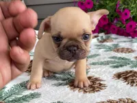 Sparkles, a female French Bulldog for sale in Fennimore, WI – 3 of 7