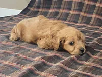 archie, a male Cavapoo for sale in Fennimore, WI – Photo 2 of 10