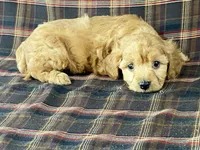 archie, a male Cavapoo for sale in Fennimore, WI – Photo 3 of 10