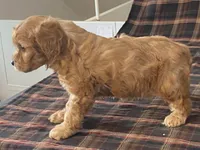 archie, a male Cavapoo for sale in Fennimore, WI – Photo 10 of 10