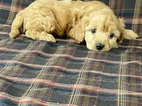 archie, a male Cavapoo for sale in Fennimore, WI – Photo 4 of 10