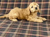 archie, a male Cavapoo for sale in Fennimore, WI – Photo 1 of 10