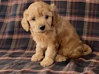 archie, a male Cavapoo for sale in Fennimore, WI – Photo 7 of 10