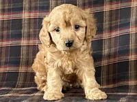archie, a male Cavapoo for sale in Fennimore, WI – Photo 6 of 10